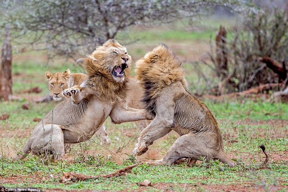 Η άγρια μάχη ανάμεσα σε δύο αρσενικά λιοντάρια [φωτο-βίντεο]