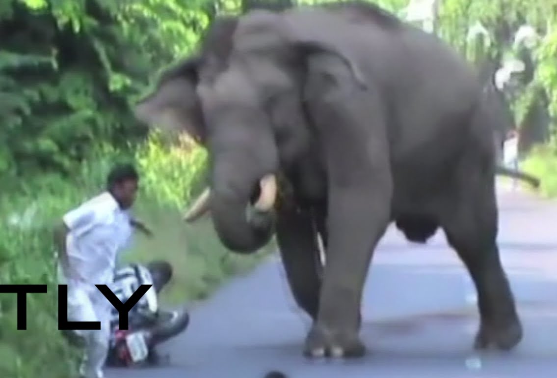 Ελέφαντας εκτός ελέγχου κυνηγά μοτοσυκλετιστή σε δρόμο! [βίντεο]