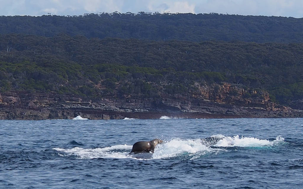Αυτή η φώκια «σερφάρει» πάνω στη ράχη μιας φάλαινας!