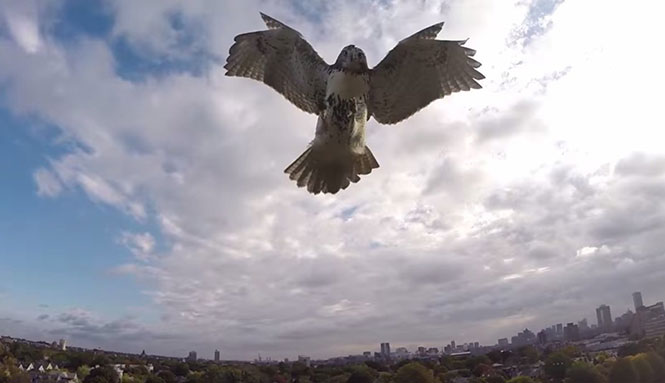 Ζώα που δεν τα πάνε καθόλου καλά με τα drones [βίντεο]