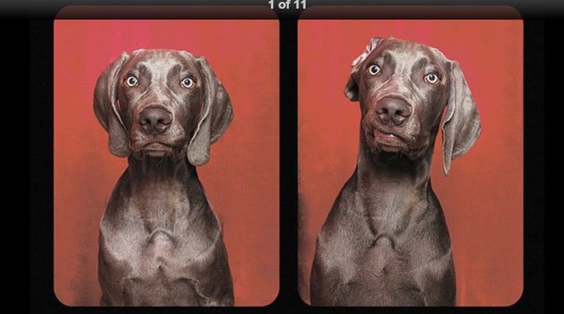 Φοβερές γκριμάτσες – Τι κάνουν τα σκυλιά μέσα σε ένα φωτογραφικό θάλαμο; (εικόνες)