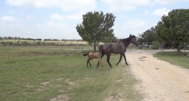 Δείτε πως μαθαίνει το μικρό άλογο από τη μαμά του να ξεπερνάει τα εμπόδια (βίντεο)