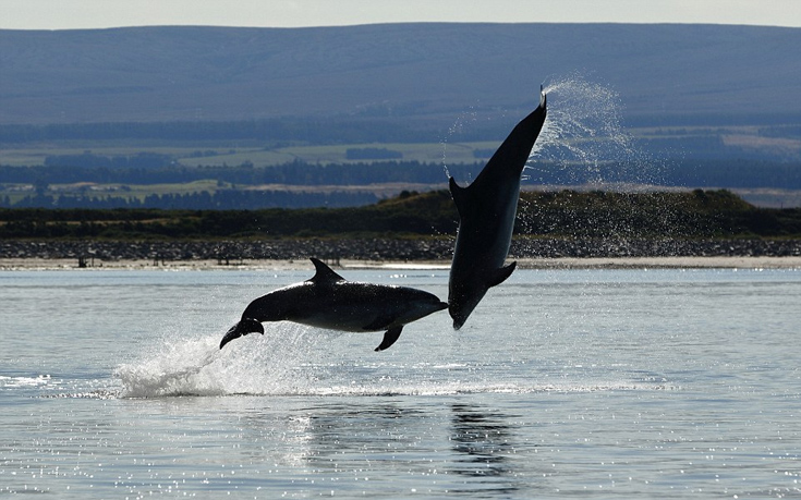 Εντυπωσιακά ακροβατικά από δελφίνια –  Δείτε τα να χορεύουν (φωτό)
