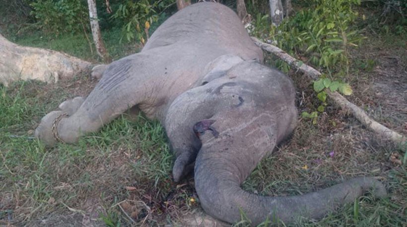 Ανθρωπόμορφα κτήνη σκότωσαν τον διάσημο εξημερωμένο ελέφαντα Γιόνγκι