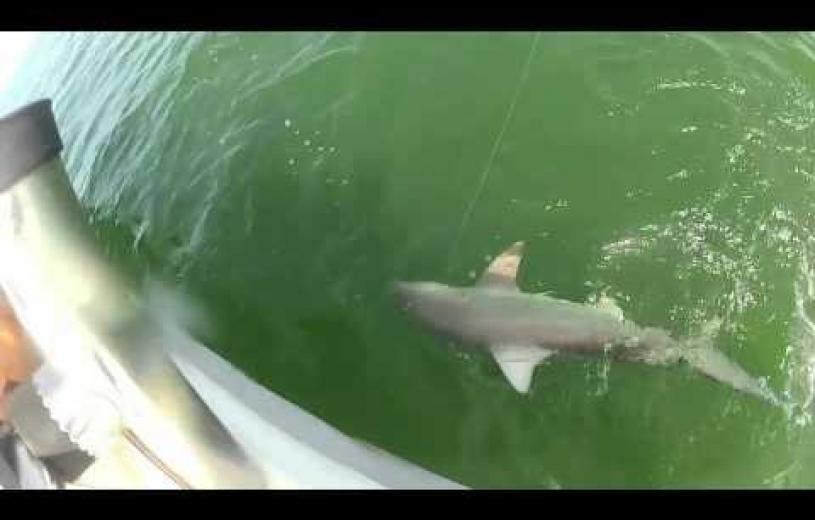 Δείτε μια γιγάντια σφυρίδα να καταπίνει έναν καρχαρία! (βίντεο)