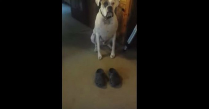 Αυτός ο σκύλος προτίμησε να μην δαγκώσει τα παπούτσια – Δείτε τι έκανε… (vid)