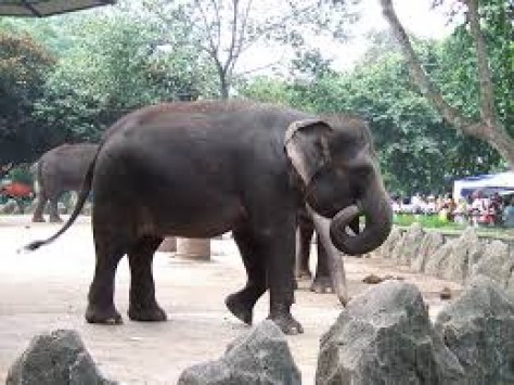 Λαθροκυνηγοί σκότωσαν τον διάσημο ελέφαντα της Σουμάτρας