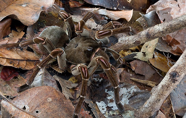 Επιδρομή από αράχνες σε μέγεθος αρουραίου σπέρνουν τον τρόμο (φωτο)