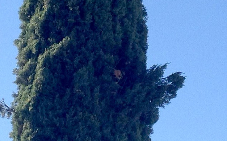 Αφού το μικρό τσιουάουα ανέβηκε σε ένα δέντρο 23 μέτρων ήρθε η πυροσβεστική να το σώσει [φωτο]