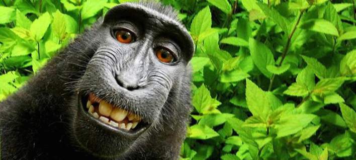 Τι τραβάνε οι δικαστές – Ακτιβιστές θέλουν μια μαϊμού να έχει τα δικαιώματα της σέλφι που τράβηξε