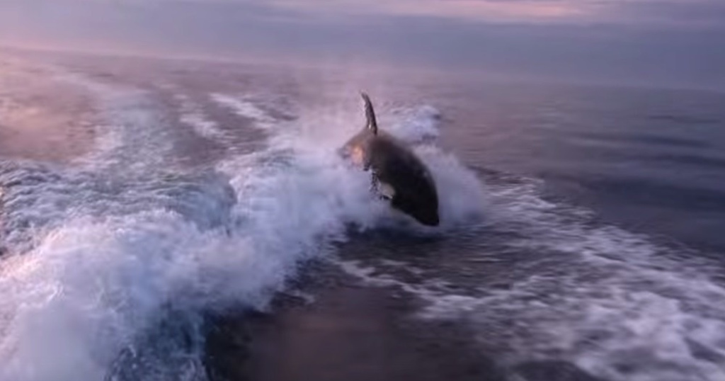 Φάλαινες δολοφόνοι κυνηγούν βάρκα – Στο 1:27 θα τρομάξετε! [βίντεο]