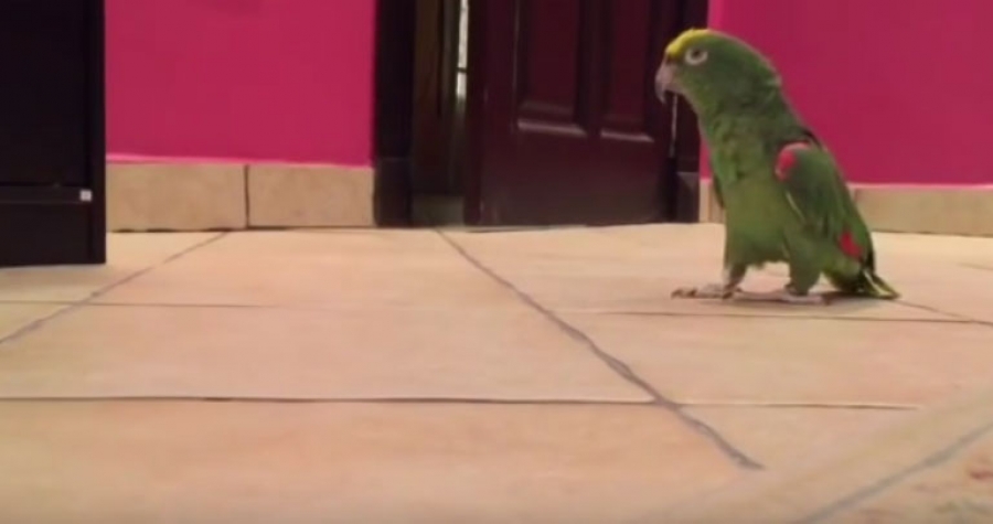Δεν έχετε ξαναδεί πιο… σατανικό παπαγάλο- Ξεκαρδιστικό βίντεο