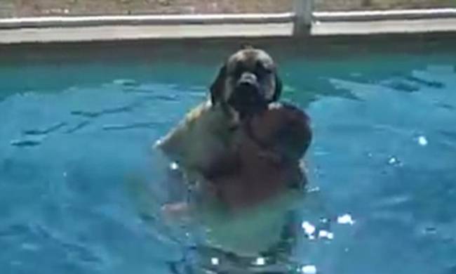 Σαμψών, ο λιγόψυχος σκύλος: Tρέμει το νερό και αγκαλιάζει το αφεντικό του για να σωθεί [βίντεο]