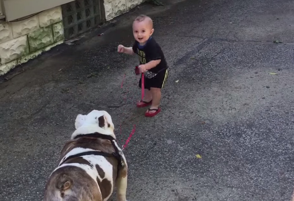 Μωρό προσπαθεί μάταια να παρακινήσει το μπουλντόγκ για βόλτα! [βίντεο]