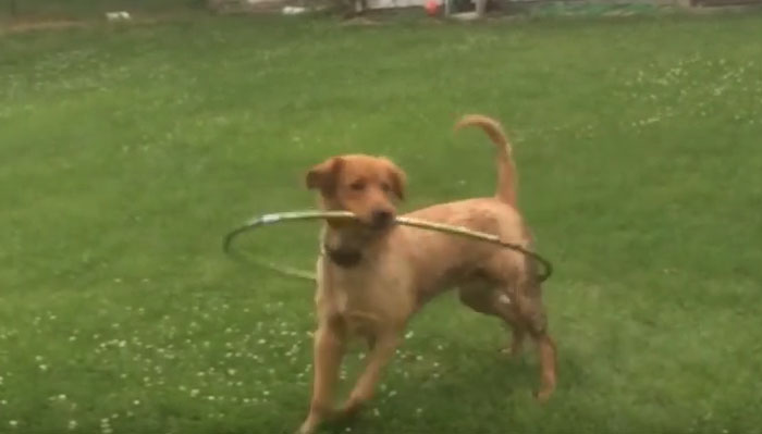 Σκύλος προσπαθεί να μάθει…χούλα χουπ (βίντεο)