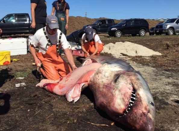 Μεγάλος λευκός καρχαρίας εντοπίστηκε σε παραλία των ΗΠΑ [φωτο]