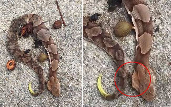 Ο λόγος που αυτό το νεκρό φίδι κινείται είναι πιο τρομακτικός και από το ίδιο! (vid)