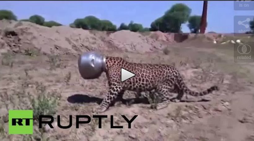 Το…. μπλέξιμο μιας λεοπάρδαλης στην Ινδία [βίντεο]