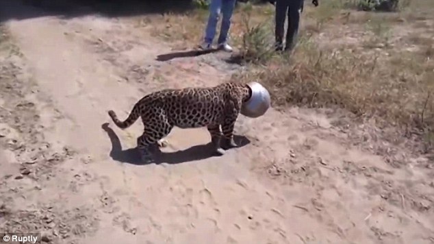 Δείτε το “μπλέξιμο” μιας λεοπάρδαλης στην Ινδία! [βίντεο]