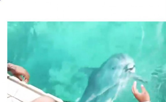Το βίντεο που σαρώνει στο facebook: Δελφίνι έπιασε ένα κινητό που είχε πέσει στο βυθό της θάλασσας! (vid)