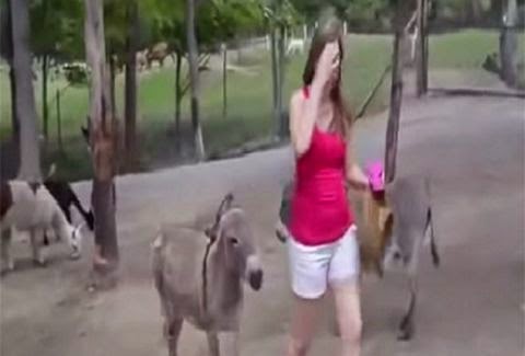 Πολύ γέλιο: Δείτε τι θα κάνει αυτό το γαϊδούρι στην κοπέλα… (βίντεο)