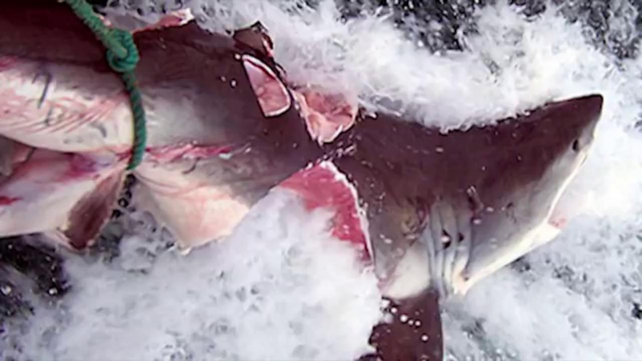 Τρομερό: Αυτό το πλάσμα δάγκωσε και έκοψε στα δύο λευκό καρχαρία (vid)