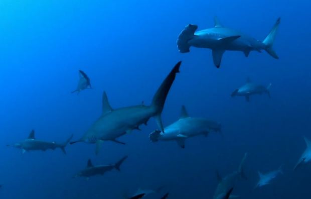 Εκπληκτικό θέαμα – Μια από τις μεγαλύτερες συγκεντρώσεις καρχαριών [φωτο-βίντεο]