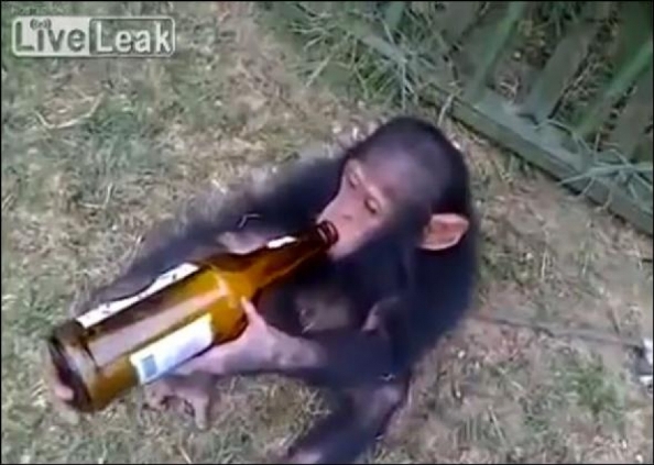 Πολύ γέλιο: Ο χιμπατζής που λατρεύει τη… μπύρα [βίντεο]