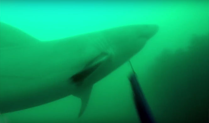 Υποβρύχιος κυνηγός έρχεται ξαφνικά αντιμέτωπος με μεγάλο λευκό καρχαρία! [βίντεο]