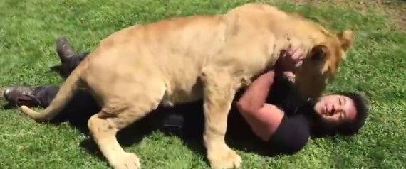 Λιοντάρι συναντά τον άνδρα που τον μεγάλωσε με την εξέλιξη να είναι απρόσμενη [βίντεο]