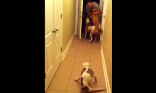 Μοναδικό! Η ανάπηρη σκυλίτσα υποδέχεται τον ιδιοκτήτη της με τον πιο ξεχωριστό τρόπο! (βίντεο)