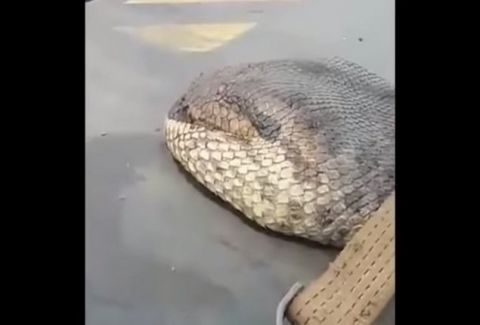 Αν φοβάσαι τα φίδια, μην δεις αυτό το βίντεο… Το μεγαλύτερο ερπετό του πλανήτη!