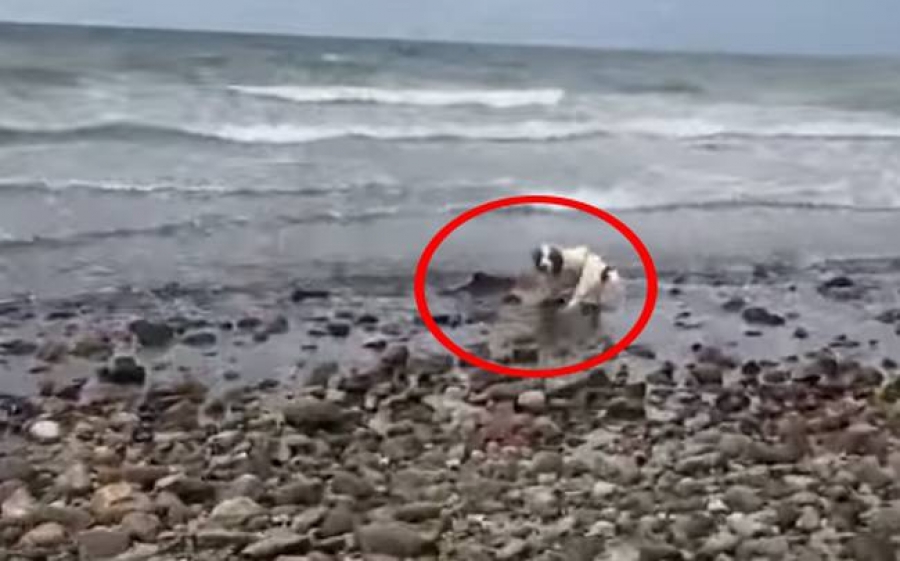 Σκύλος έσωσε… δελφίνι που ξεψυχούσε σε παραλία! (Βίντεο)