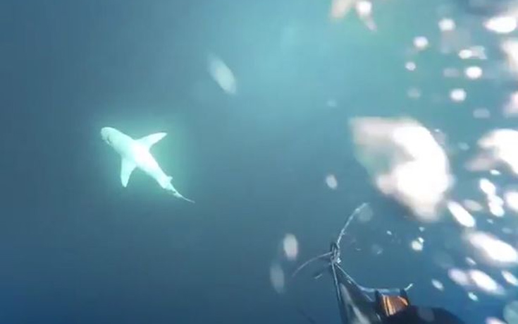 Πανικόβλητος ψαράς σκότωσε καρχαρία με ψαροντούφεκο- Τον βιντεοσκόπησε να χάνεται νεκρός στο βυθό (φωτό & βίντεο)