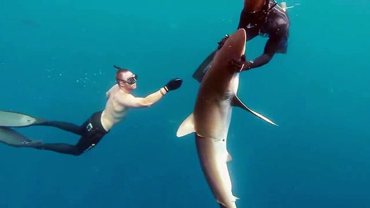 Δύτες κάνουν… μασάζ σε ένα καρχαρία για να του αφαιρέσουν έναν γάντζο από το στόμα [βίντεο]