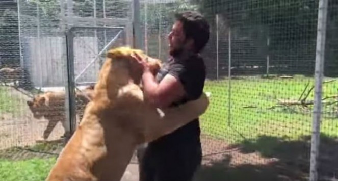 Δείτε τη στιγμή που λιοντάρι ορμάει σε αυτόν τον άνδρα και τον ρίχνει στο έδαφος (βίντεο)