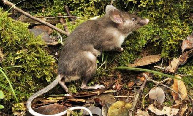 Ανακαλύφθηκε νέο είδος ποντικού με μύτη γουρουνιού!