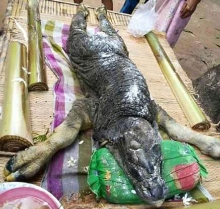 Τι είναι πάλι αυτό; Παράξενο πλάσμα εμφανίστηκε στην Ταϊλάνδη – Βουβάλι που μοιάζει με… κροκόδειλο (βίντεο)