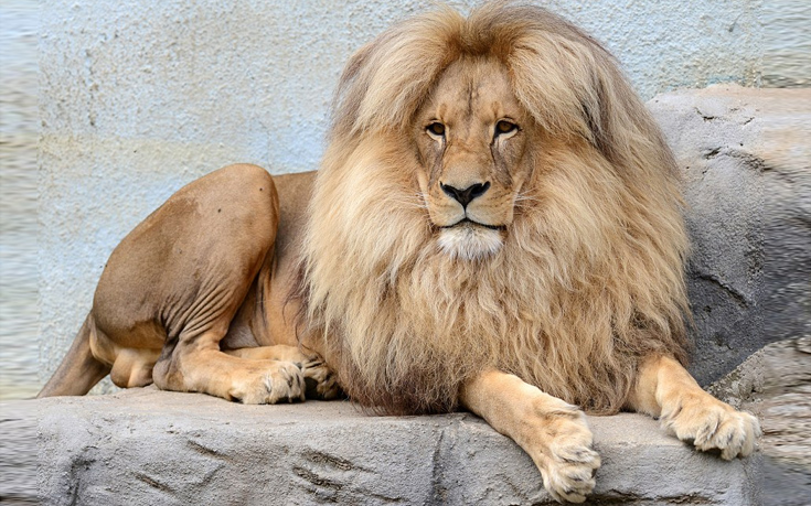 Leon: Το πιο… καλοχτενισμένο λιοντάρι στον κόσμο! [φωτο]