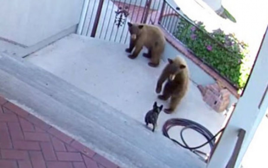 Μικρόσωμος σκύλος εναντίον δύο αρκούδων – Μη βιαστείτε να προδικάσετε το αποτέλεσμα (Βίντεο)