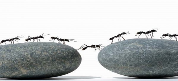 Τέλος ο μύθος του εργατικού μυρμηγκιού: Τα περισσότερα “λουφάρουν” αντί να δουλεύουν!