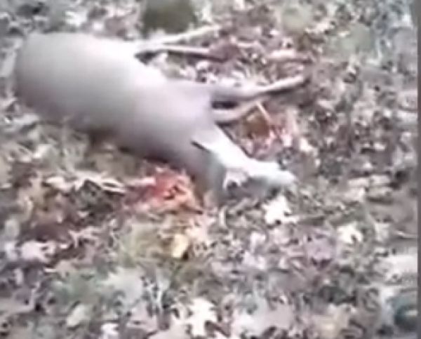 Ελάφι κάνει το πεθαμένο για να μην το…σκοτώσει κυνηγός – Συγκλονιστικό video