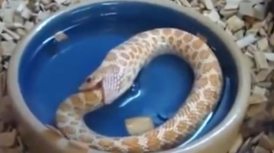 Ανατριχιαστικό: Φίδι μπερδεύτηκε και τρώει την ουρά του (Βίντεο)