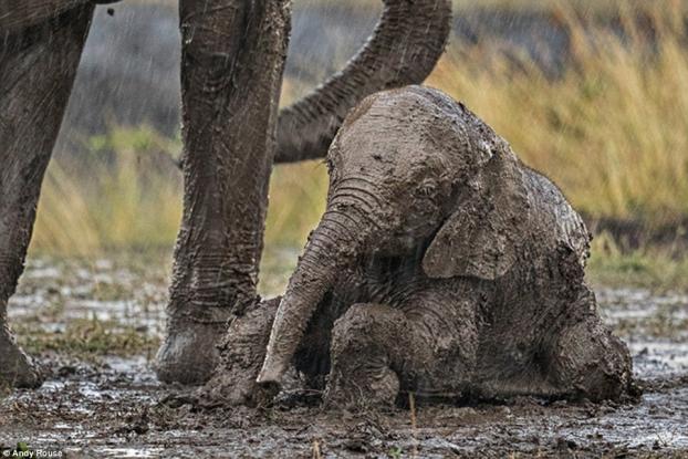 Το ελεφαντάκι κολλάει στις λάσπες – Εντυπωσιακή η αντίδραση των ελεφάντων [βίντεο]