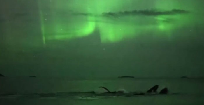 Νορβηγία: Φάλαινες κολυμπούν στο φως του Βόρειου Σέλας [βίντεο]