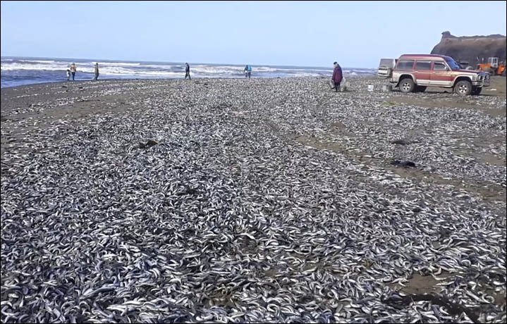 Χιλιάδες ψάρια πεθαίνουν μυστηριωδώς στο νησί Σαχαλίνη [φωτο-βίντεο]