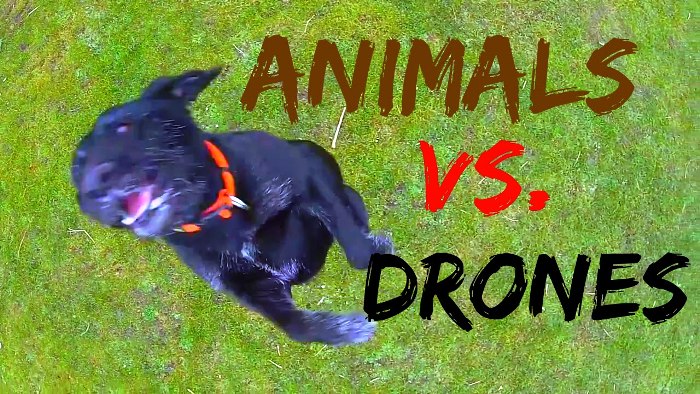 Άγρια ζώα εναντίον… drones – Όταν η φύση εκδικείται την τεχνολογία (Βίντεο)
