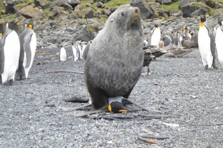 Σαστισμένοι οι επιστήμονες έβλεπαν φώκια να…βιάζει πιγκουίνο! (Βίντεο)