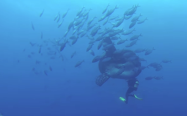 Ο γίγαντας του βυθού: Αυτό είναι το μεγαλύτερο ψάρι στον κόσμο! (video)
