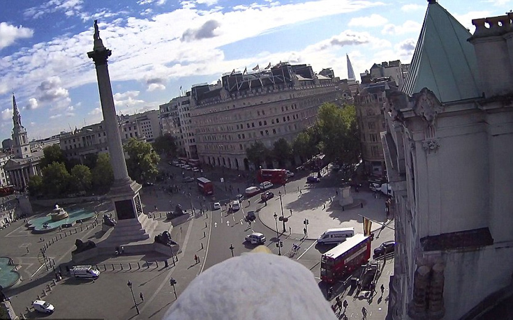 Το Λονδίνο μέσα από τα μάτια του αετού- Πετούσε επί τρεις ημέρες με τη κάμερα στην πλάτη! (φωτό)